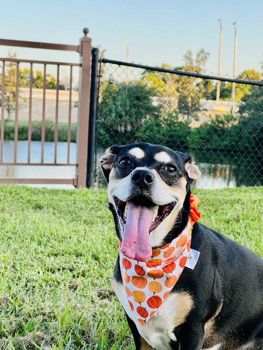 Halloween Dog Bandanas, order yours now! Etsy.com/shop/barkinfas… 
#dogbandana #Halloween #fallaccessory #doghalloween #etsyhandmade #etsy #bandanabusiness