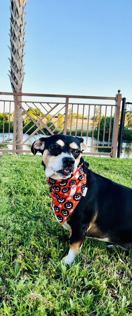 barkinfashion's tweet photo. Halloween Dog Bandanas, order yours now! https://t.co/zhT1q7o5ke
#dogbandana #Halloween #fallaccessory #doghalloween #etsyhandmade #etsy #bandanabusiness https://t.co/04WOSWMhqG