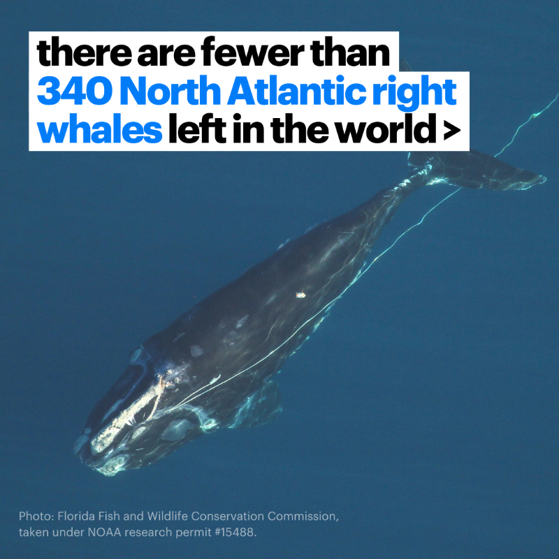 IFAWUK's tweet photo. 🚨 North Atlantic right whales are on the brink of #extinction. There are so few left that we know many of them by name &amp; we know what’s killing them—collisions with vessels &amp; entanglement in fishing gear. Sign our petition now to help protect North Atlantic right whales. 🐋✍️