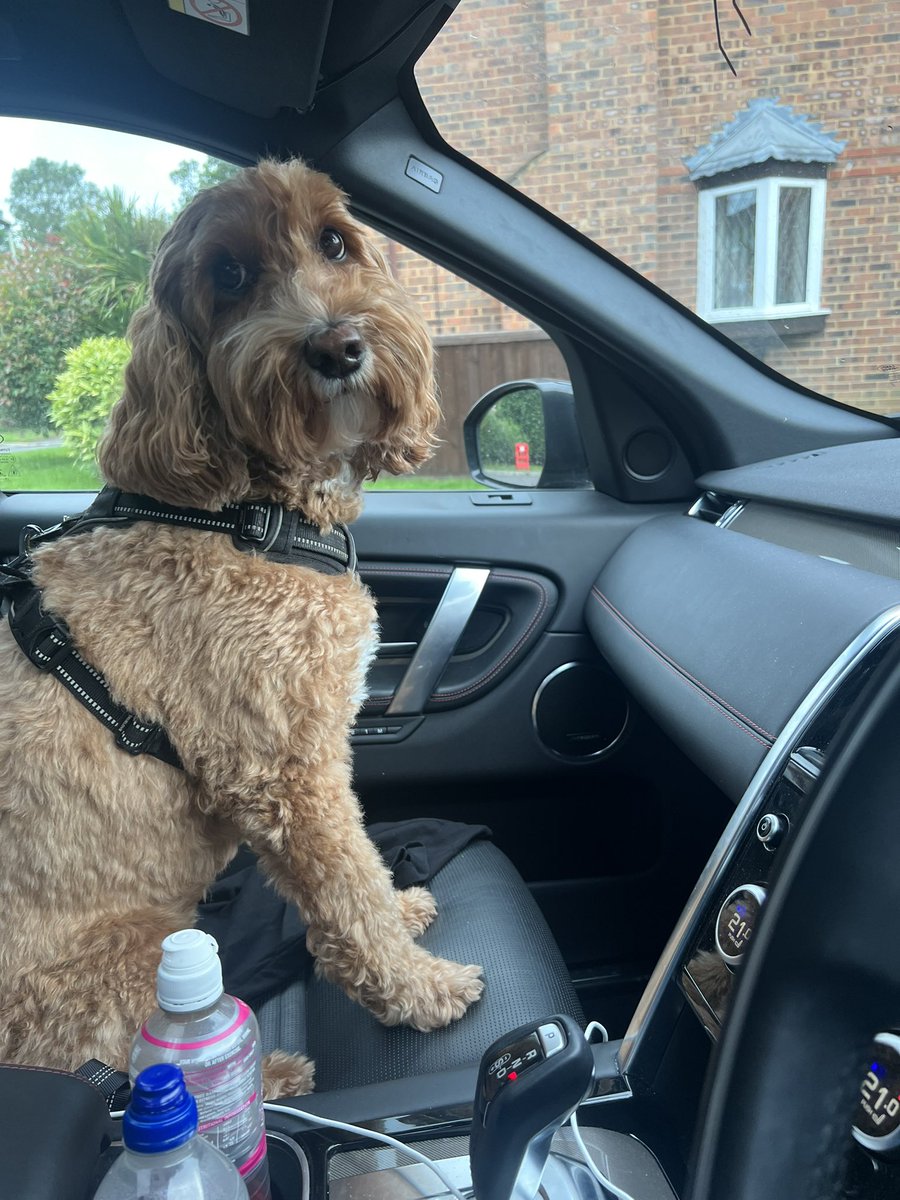 CL_EFLLeague2's tweet photo. Maggie wants to come to the football too… @EFL_LeagueTwo #dogsatfootball https://t.co/N8joLOxQ6o