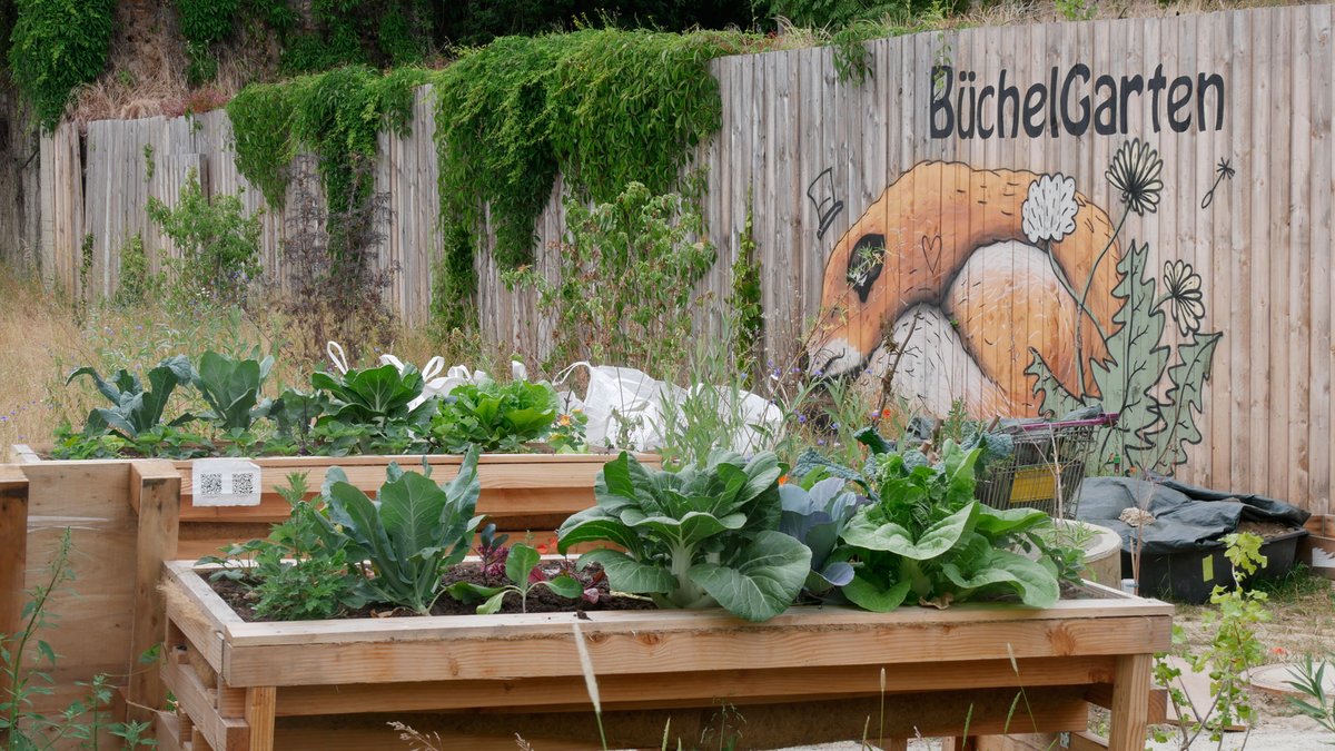 freewalkingac's tweet photo. Hier kann man sehen, dass #urban #gardening funktioniert: An zwei Stellen mitten in der Stadt befinden sich Beete, an denen es was zu pflanzen und zu ernten gibt. https://t.co/gmhHW0Kzo7