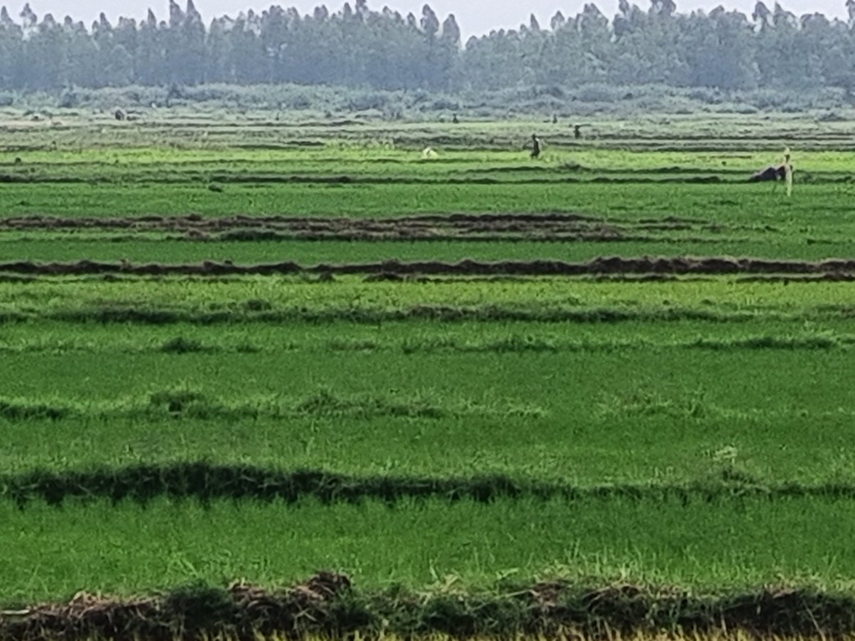 Lineth Nyaboke tweet media