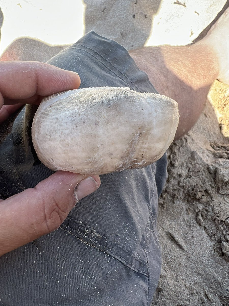 Matt Chatfield tweet media