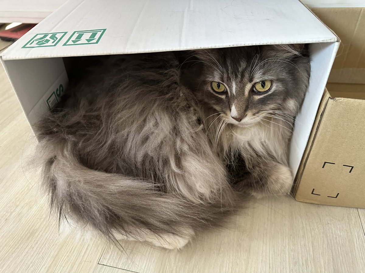 Erica_ism's tweet photo. おやぽえなさいませ🥱😪😴

びたー🐱一番大きいのに一番狭い所が大好き🤭

#猫 https://t.co/yCpnKfmHdV