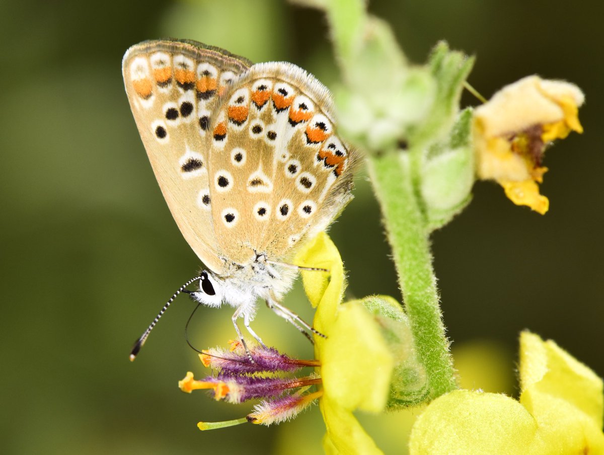 miqbo's tweet photo. Blaveta comuna (Polyommatus icarus).
#polyommatusicarus #polyommatus_icarus #blavetacomuna #blaveta_comuna #commonblue #common_blue #ícaro
20230806 Bescanó. https://t.co/uOJZNH22BZ