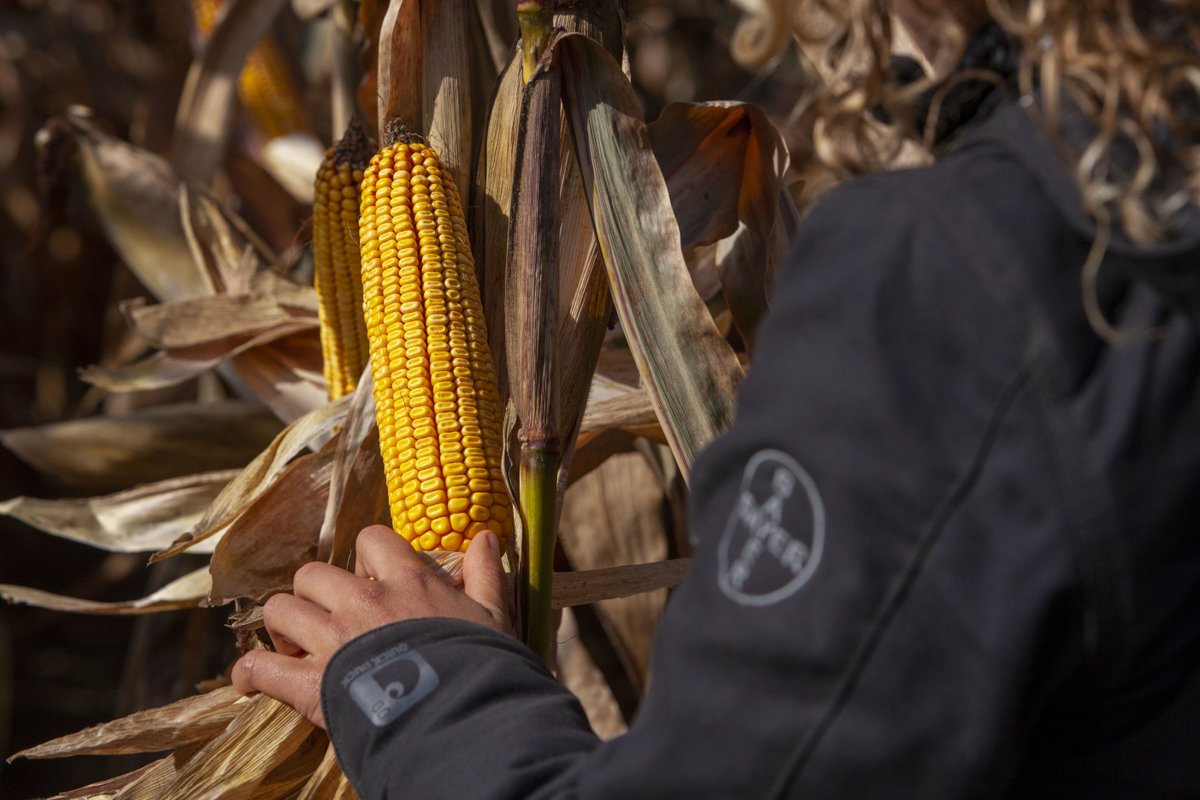Making your yield estimating easier with just a few steps — with the DEKALB Yield Estimator! This tool can help you to get a better idea of what your bushels/acre could look like this harvest in your corn and soybean crops.

Try it out: bit.ly/3zLEPYc