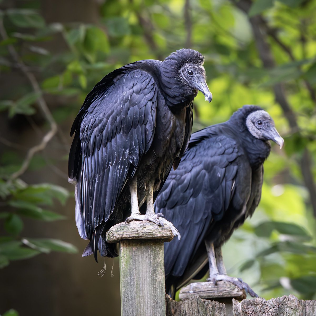 Baby Vulture, DJ Culture with mom Morticia. 💞✨