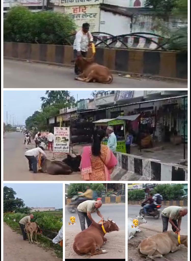 IASTripathiCG's tweet photo. Radium belt #tagging #NH30 #Devpuri #dumartrai #strayanimals @RaipurDistrict @ChhattisgarhCMO @RChoubeyCG @KPSingh_IAS @VibhagCg #AnimalWelfare https://t.co/1H5Q6im0iV