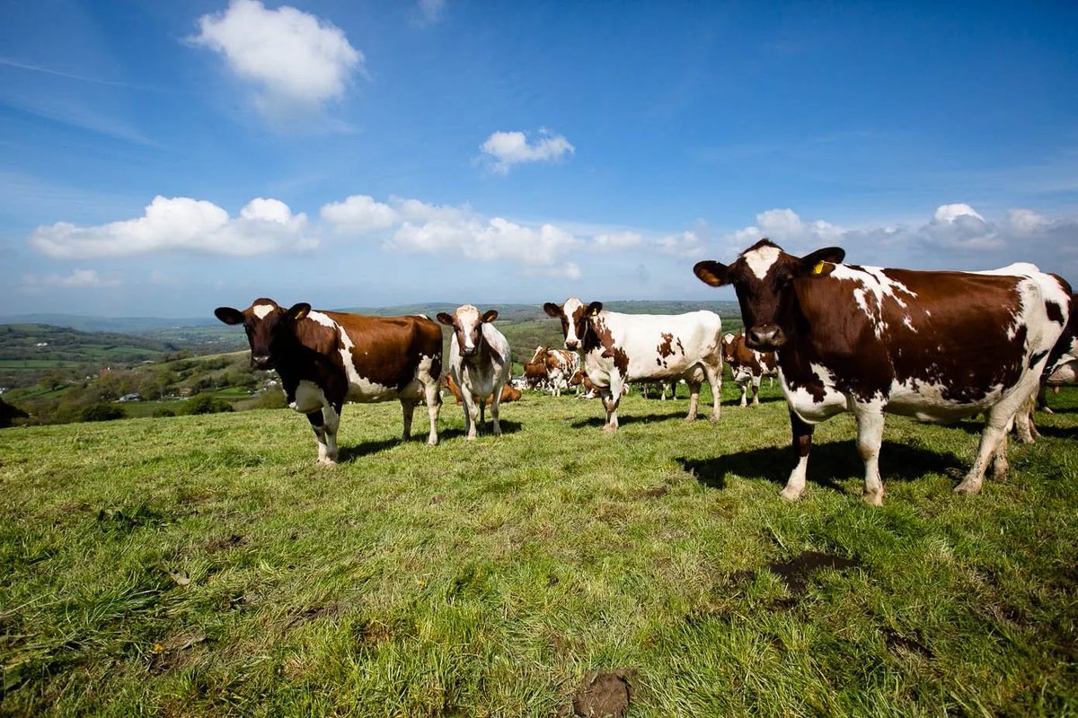 Although the recipe for <a href="/HafodCheese/">Hafod Cheese</a> is very similar to that of a cheddar, it has distinctive rich, buttery, nutty flavours – indicative of its Swiss origins combined with the farm's raw Ayrshire milk and the ‘terroir’ of the pasture and soil.
artisanfoodtrail.co.uk/hafod-welsh-or…
