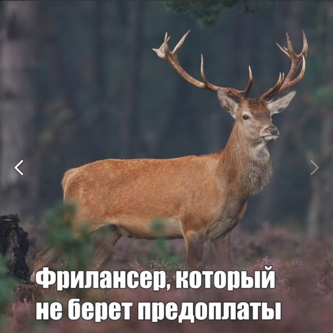 testirovshik_c's tweet image. #фрилансер #удаленнаяработа #поискработы #цифровойкочевник #тестировщик #войтивайти