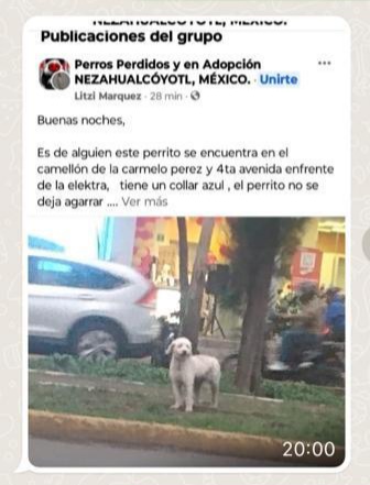MariaConchita_A's tweet photo. Necesitamos saber si este perrito no tiene colita y si atiende al nombre de #Tobby. Por favor! @PrrosPerdidosMX @GobNeza @PerdiMiPerroMx #buscamosatoby #buscandoatoby https://t.co/OGykrGdcNi