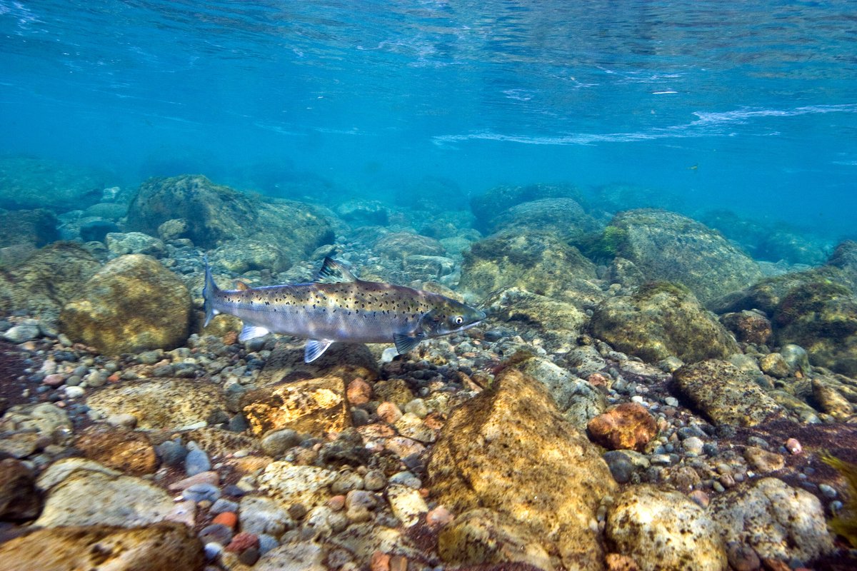 Sífellt er verið að prófa og uppgötva nýjar leiðir til að nýta gervigreind í vísindastarfi.  Hafsteinn Einarsson, lektor í tölvunarfræði, rannsakar nú ásamt nemendum og samstarfsfólki við Hafró hvernig nýta má gervigreind til þess að tegundagreina fiska.

hi.is/frettir/nyta_g…
