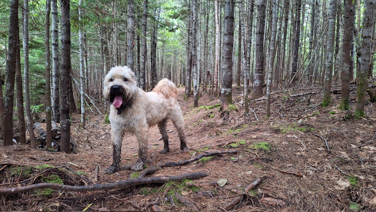 Hi #DogsOfTwitter friends! I stole #DogDad's Instagram account! Follow me over there @unathewheaten for further adventures. Let's Goooo! #SCWT #Dog #Puppy