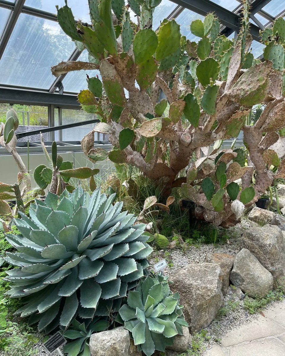 BARBERHABU's tweet photo. 夏でかけたところ③

国立科学博物館筑波実験植物園🎨

 #茨城県 #埼玉県 #理容室 #羽生エニタイム #羽生365 #羽生ジム #行田ジム #加須ジム #館林ジム #羽生市 #加須市 #鴻巣市 #パーソナルジム #フィットネス #熊谷市 #行田市 #亀甲竜 #アガベ #アロエ #植物 #古代蓮の里 #カットイン #はにゅう #夏 https://t.co/JtXWI7eHo1