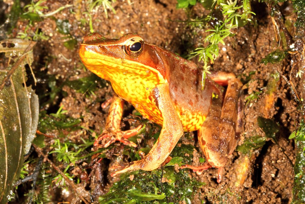 UCDTropicalEcology tweet media