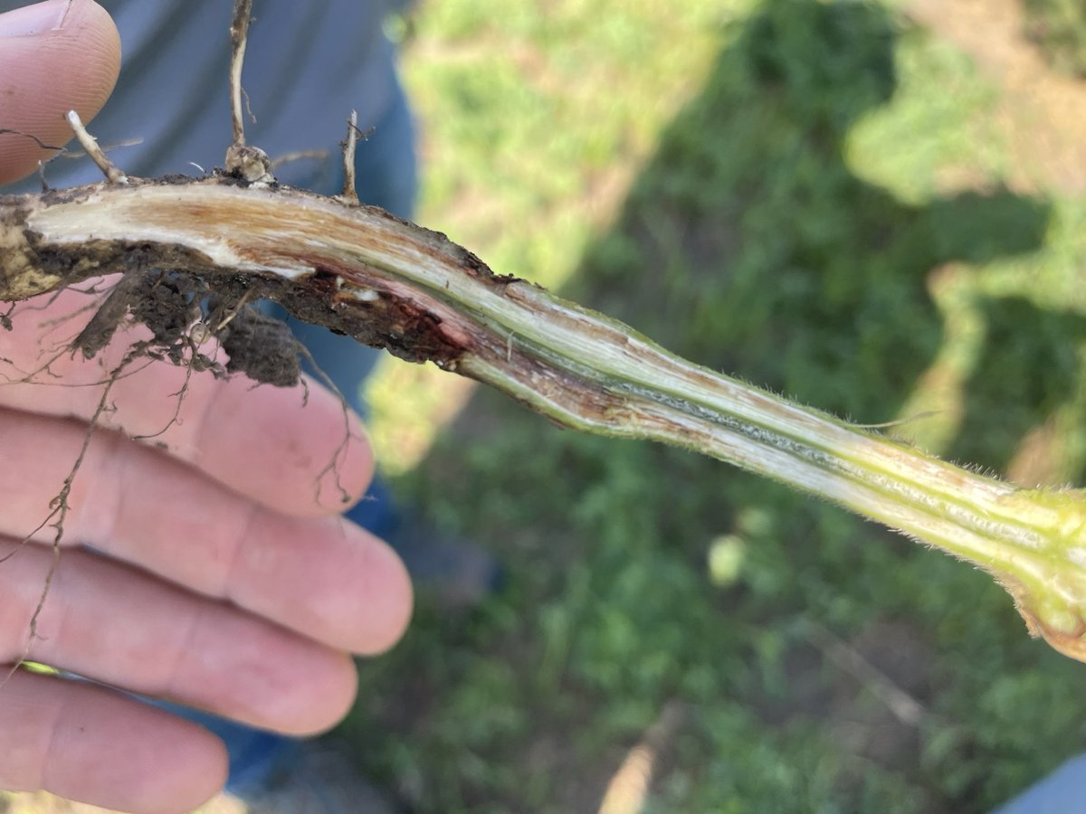 Jacob Foley tweet media