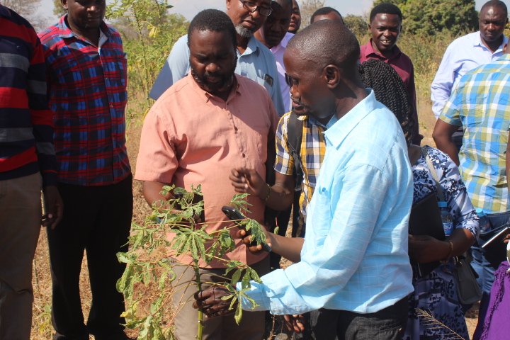 TanzaniaTari's tweet photo. Practical training on field disease identification using digital diagnostic tools.This took place as part of the ongoing training of Agricultural Extension Officers conducted under @MuhogoB  project. The training organized and implemented by experts from IITA and TARI. @cegesi https://t.co/RtVKymAKG1