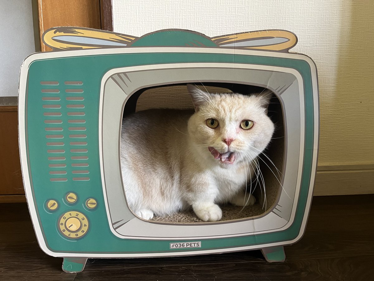 ブラウン ☞🔮 tweet media