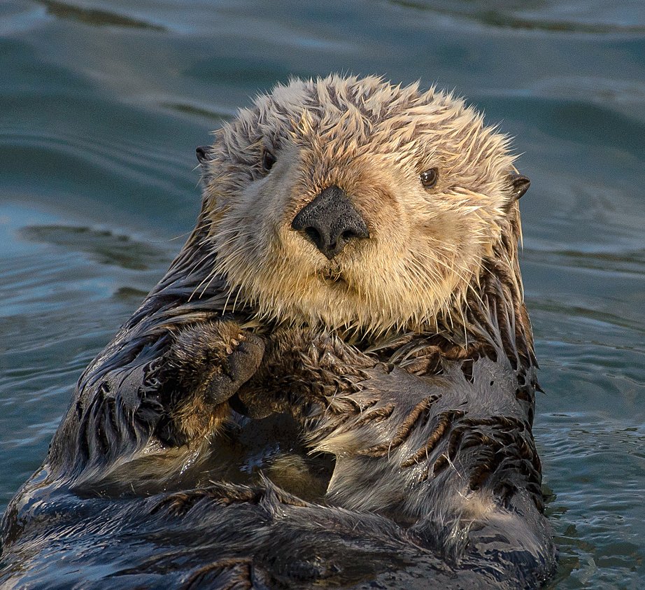 Really interesting paper! 
Beichman et al. 2023. Genomic analyses reveal range-wide devastation of sea otter populations. 
( <a href="/molecology/">Molecular Ecology</a> from the cover )

Ancient DNA, demographic inference, pop genomics, and sea otters !  (📸 wikimedia)
onlinelibrary.wiley.com/doi/abs/10.111…