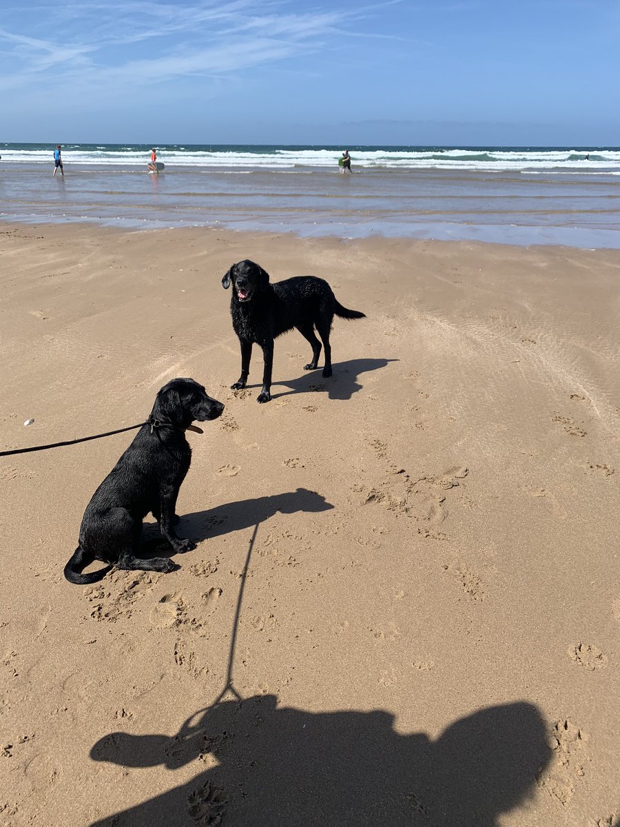 BossFaulkner's tweet photo. Me and little sis Bea are off to #woolacombe for a long BH weekend 😁yuppie , #woolacombesands this time , going  to sea woolly bear and do some zoomies and surfing 🏄🏾‍♂️ https://t.co/UC58cUgddF