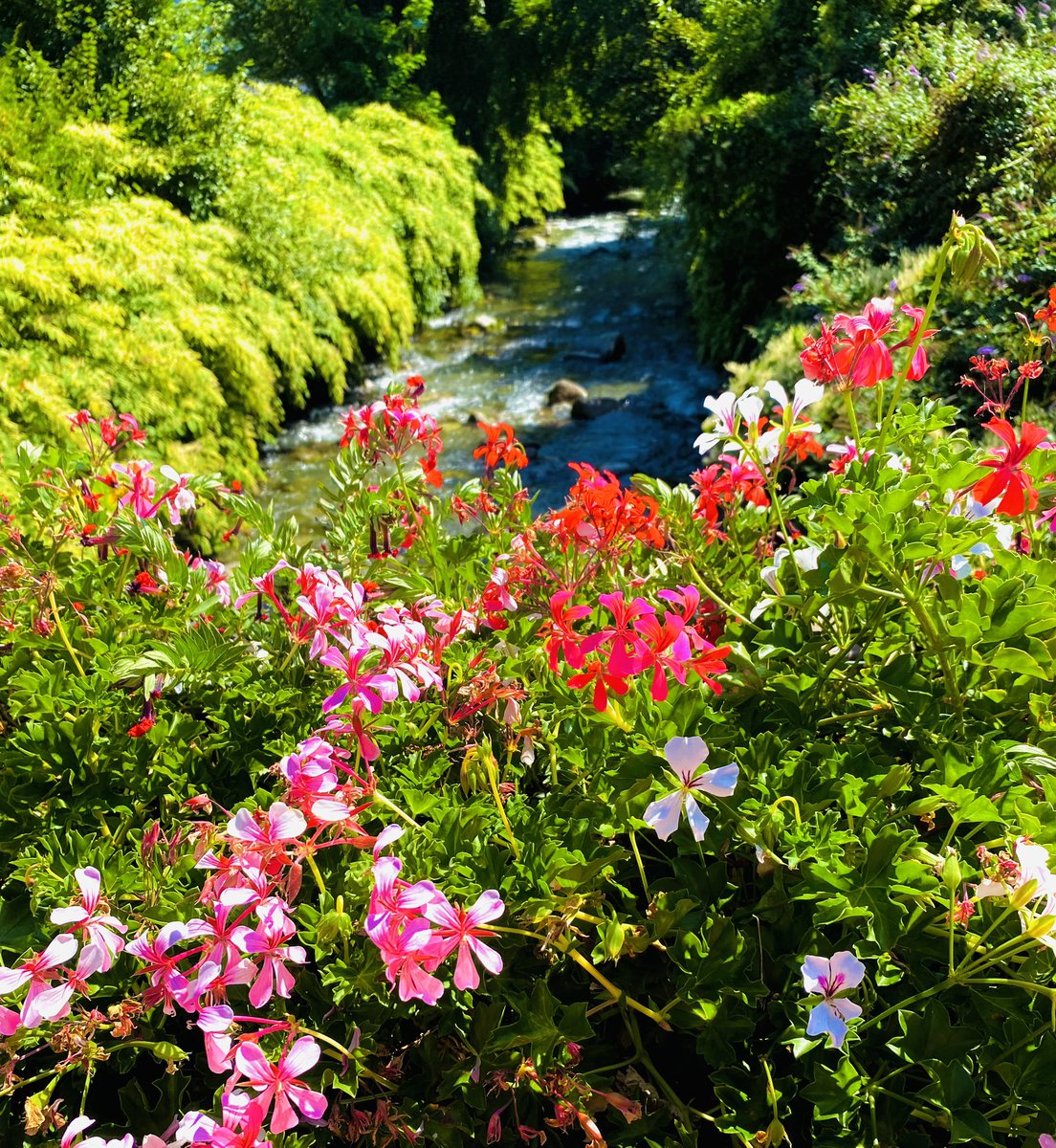 Quand les fleurs flirtent avec l’#One #luchon #quartier