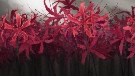 flower of death https://t.co/Iu3s4EaGdV