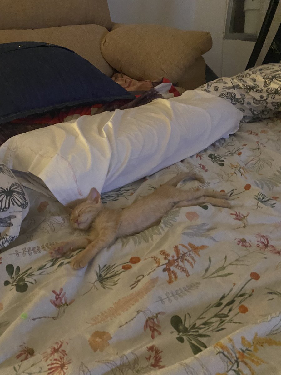 moonyrat's tweet photo. Tengo un nuevo gato q solo sabe dormir https://t.co/nJNur1wnyB