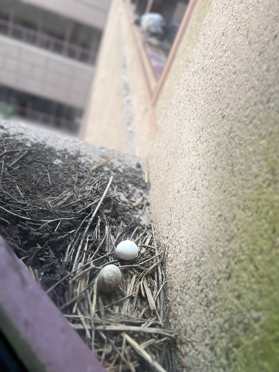 Unexpected surprises outside my patient room window 🕊️🥚 Nature's little wonders never cease to amaze me! 🌿 #PigeonEggDiscovery