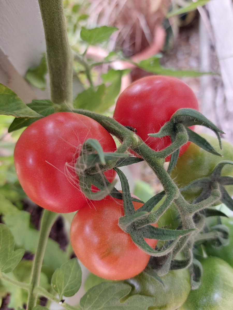 At last, the toms are ripening - yum