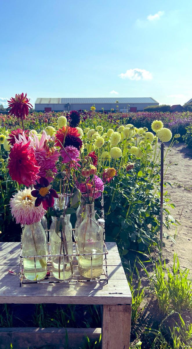 n0cruisecontrol's tweet photo. A wonderful Shore Experience yesterday from Rotterdam with @ExploraJourneys The tour visited a Dahlia farm, we then took a boat trip on the Kaag lakes and a visit to the world's oldest working screw-pump windmill. #shoreexcursion #explorajourneys #netherlands https://t.co/Zb7kG8I4FV