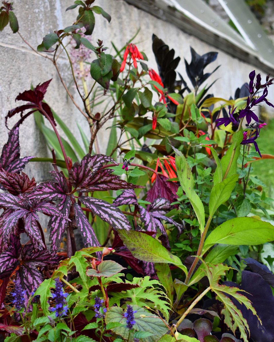 Iford Manor (@ifordmanor) on Twitter photo PLANT SALE <a href="/ifordmanor/">Iford Manor</a> this Saturday, Sunday & BH Monday.
Iford Manor Cafe & Kitchen courtyard (no entry charge for sale)
#Homegrown #plants from our #glasshouses - a huge range of hardy and tender #pernnials #shrubs and #houseplants New plants added each day #plantsale #garden PLANT SALE <a href="/ifordmanor/">Iford Manor</a> this Saturday, Sunday & BH Monday.
Iford Manor Cafe & Kitchen courtyard (no entry charge for sale)
#Homegrown #plants from our #glasshouses - a huge range of hardy and tender #pernnials #shrubs and #houseplants New plants added each day #plantsale #garden