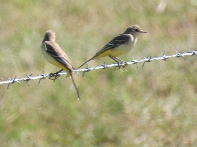 nickybond007's tweet photo. A lovely morning at Medmerry, autumn migration in full swing, Yellow Wagtails, Swallows and Sand Martins featured strongly, 2 Cattle Egrets and 2 Common Sands  around too. 9 'cackling' Geese dropped in, Wheatear and Whinchat about too @SussexBirding @SelseyBirder @WildstartsUK https://t.co/F4ouoOLPTt