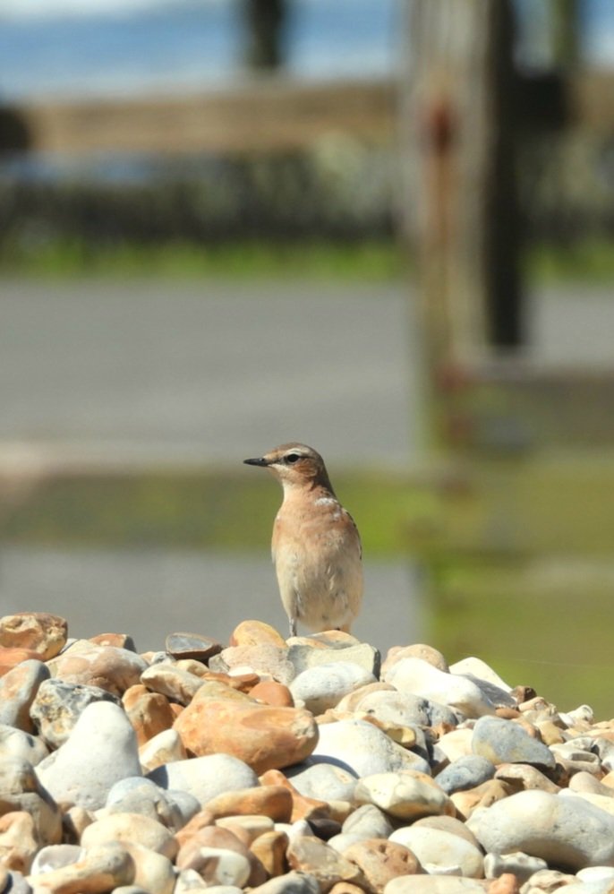 nickybond007's tweet photo. A lovely morning at Medmerry, autumn migration in full swing, Yellow Wagtails, Swallows and Sand Martins featured strongly, 2 Cattle Egrets and 2 Common Sands  around too. 9 'cackling' Geese dropped in, Wheatear and Whinchat about too @SussexBirding @SelseyBirder @WildstartsUK https://t.co/F4ouoOLPTt