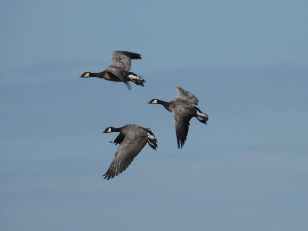 nickybond007's tweet photo. A lovely morning at Medmerry, autumn migration in full swing, Yellow Wagtails, Swallows and Sand Martins featured strongly, 2 Cattle Egrets and 2 Common Sands  around too. 9 'cackling' Geese dropped in, Wheatear and Whinchat about too @SussexBirding @SelseyBirder @WildstartsUK https://t.co/F4ouoOLPTt