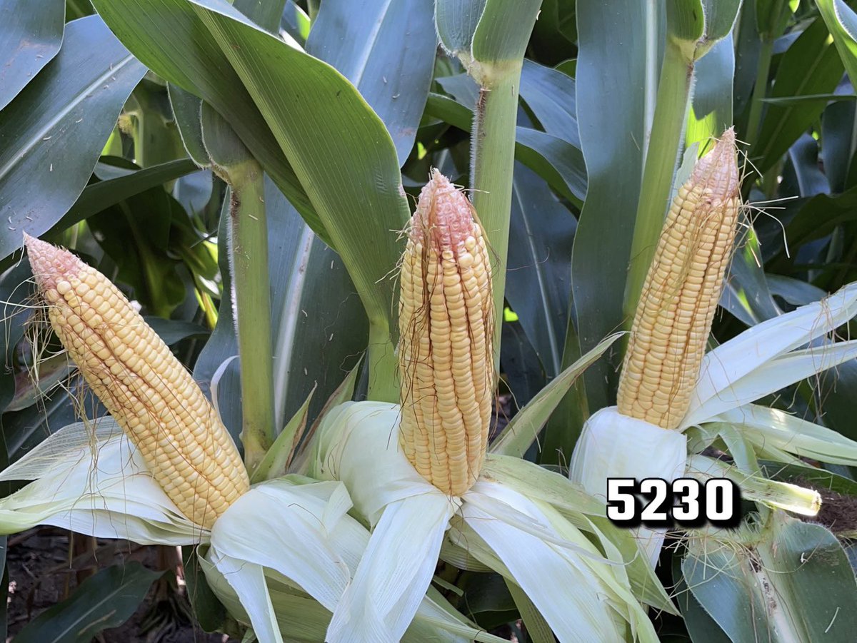 MNelson_ISU's tweet image. Short stature corn doesn’t give this agronomist much room to hide from the sun, but these products aren’t hiding yield!  

Looking at a #SmartCorn trial in Iowa County that looks strong even at 44k. #ShortCorn #ShadePlease