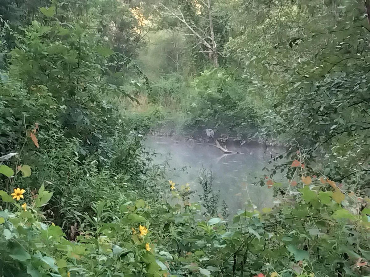 Good Morning from Lake Accotink Park! Please don't forget to share the trail and be respectful to the wildlife, it's their home. Do take that much needed break today and enjoy our Lake Accotink Park. See you on the trail! 

#fairfax #FLAP #lakeaccotink #FCPA #FCPS