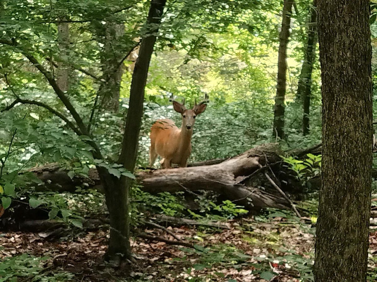 AccotinkFriends's tweet photo. Good Morning from Lake Accotink Park! Please don't forget to share the trail and be respectful to the wildlife, it's their home. Do take that much needed break today and enjoy our Lake Accotink Park. See you on the trail! 

#fairfax #FLAP #lakeaccotink #FCPA #FCPS https://t.co/FmpYiqiv4h