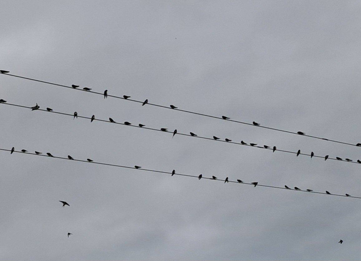 Looks like they've given up on summer, getting ready to go #Swallows