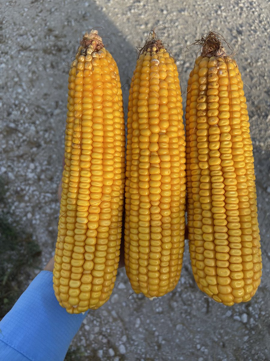 kannbwx's tweet photo. Not impressed with #corn after 6 stops in west central Iowa (Harrison/Crawford County area). Average 171 bu/acre. Last year was 201 and two years ago 218 through this same stretch. Ears are kinda short. #pftour23 https://t.co/Ufu3pc8exR