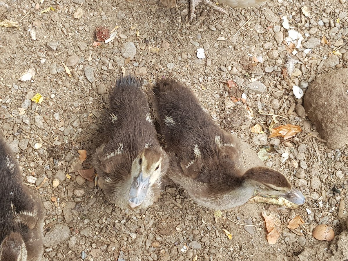 phaneres's tweet photo. Des canards Ardéchois ! https://t.co/XSlswGkXFI