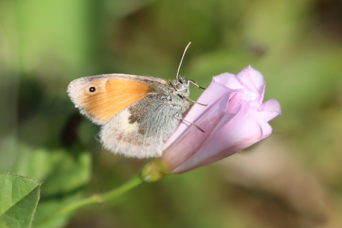 Tolworth Court Farm today. Surrey