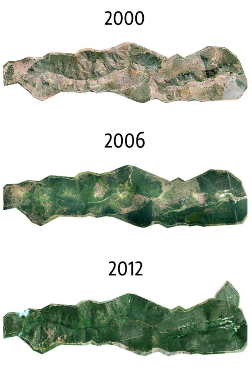 TimeTriping's tweet photo. @fasc1nate Aerial view of the reforestation of Bulcão Farm, Minas Gerais.

In 1998, they succeeded in turning 17,000 acres into a nature reserve and created the Instituto Terra, dedicated to a mission of reforestation, conservation and environmental education. https://t.co/NAtbcTo3yA
