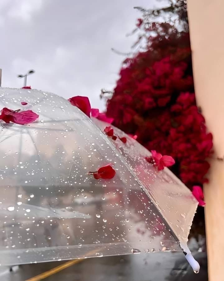 linanourhan's tweet image. "الأيّــام كــالغُيُــوم قَــد تَمّــر دُونَ عَطــاء...........، 
لكنّهــا حَتْمًــا سَتُمْطِــر يَومًــا مَــا.❤️🥀🍃