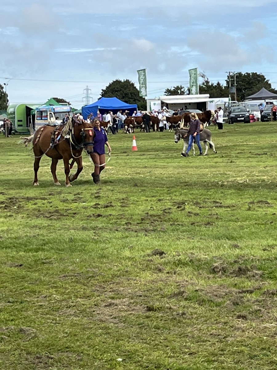 @DyfedShires at martletwy Show #Pembrokedshire