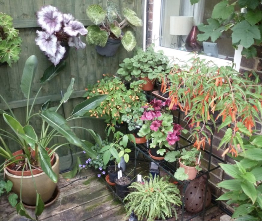 Check out the fabulous tropical planting at Lindfield Jungle, Lindfield, Haywards, Sussex 🌴Next open for the #Nationalgardenscheme 28/8 🌼#Flowers #Gardening