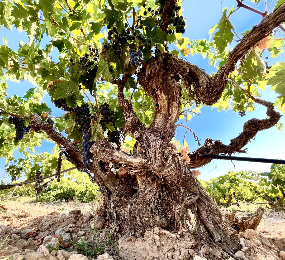 Ignacio Lopez tweet media