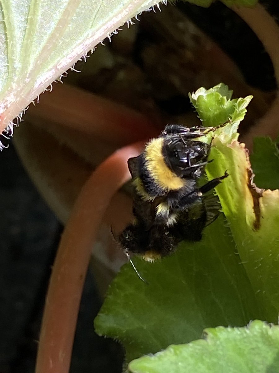 DavidLo03074148's tweet image. A Queen being mated I think. Spotted in my garden. ⁦@BumblebeeTrust⁩ #theBeeAt3 #bumblebees