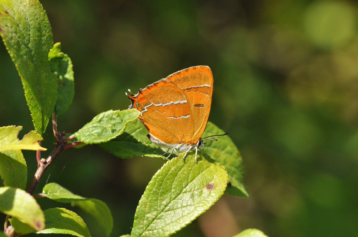 Always a pleasure to have a close encounter with these beauties @BCKentBranch @savebutterflies @idverde_Bromley