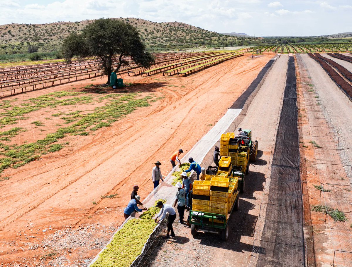 Raisins SA is a non-Profit company, with it's main revenue derived from statutory levies, investment income, consultation fees and products. Raisins SA roughly represents 1000 growers. 

#fruitpickers #nonprofit #raisins #agriculture #driedfruit