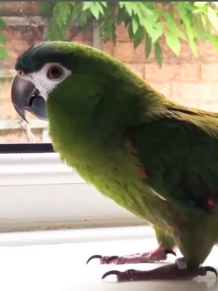 JohnDaffern2's tweet photo. Frank is #missing.
He is from the #SuttonBridge #Spalding #Lincolnshire area. He's a Hanns Macaw #parrot: mainly green but with a little red on his wings.
He escaped Tuesday 22nd August 2023 at around 3:15pm.
He answers to his name and "do you want a cup of tea". https://t.co/U1aI24kK3q